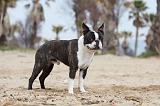 BOSTON TERRIER 379